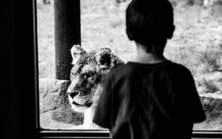 animal