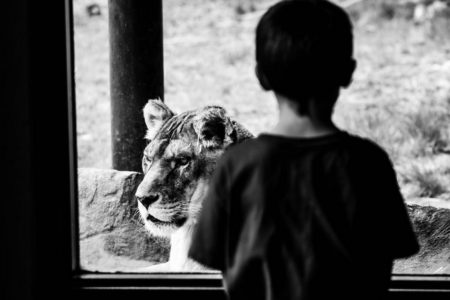 animal