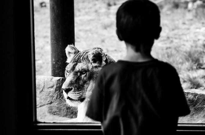 animal
